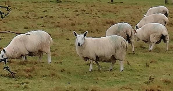 Sheep in a field