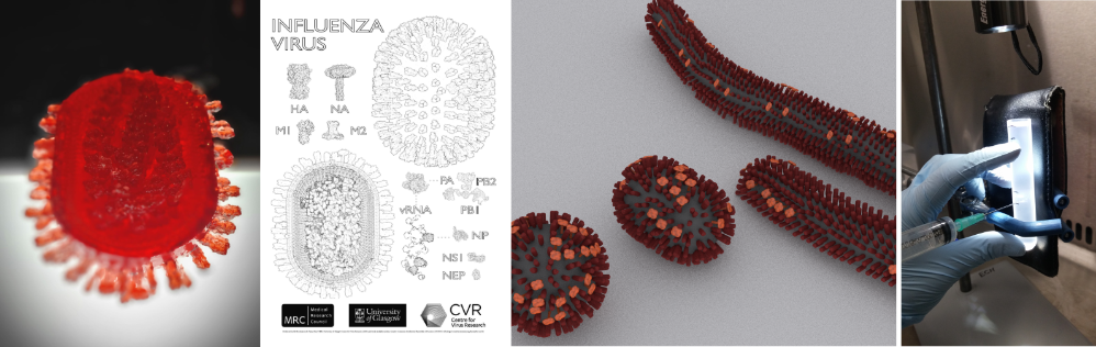 A selection of influenza related resources developed by the Hutchinson group