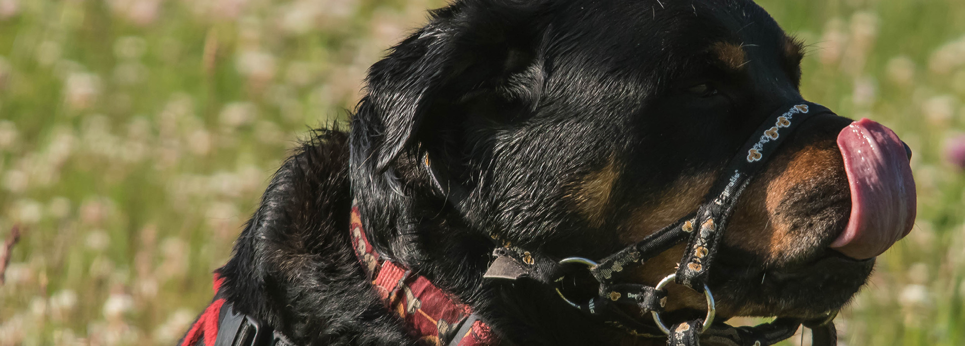 Dog licking it's nose, wearing a harness