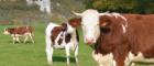 Dairy cows in a field in the sunshine looking to camera